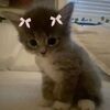 rexiebexi